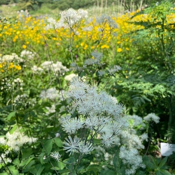 Thalictrum aquilegiifolium Květ