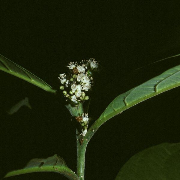 Cordia fanchoniae Цветок