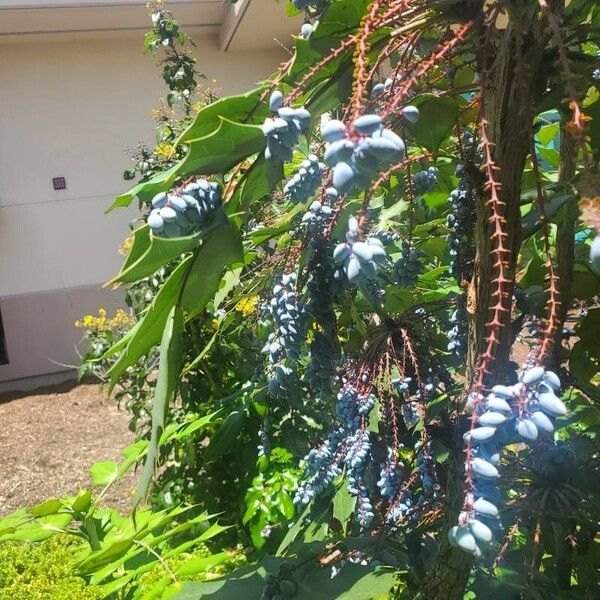 Berberis bealei ഫലം