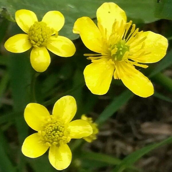 Ranunculus flammula Цветок