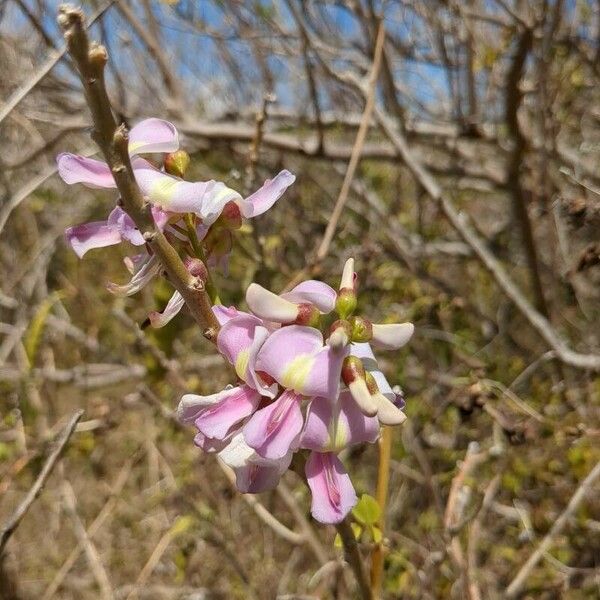 Gliricidia sepium Flors