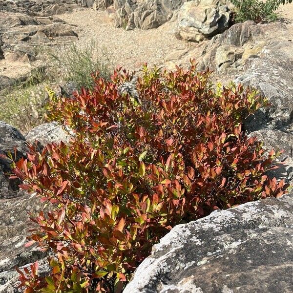 Gaylussacia baccata Hoja