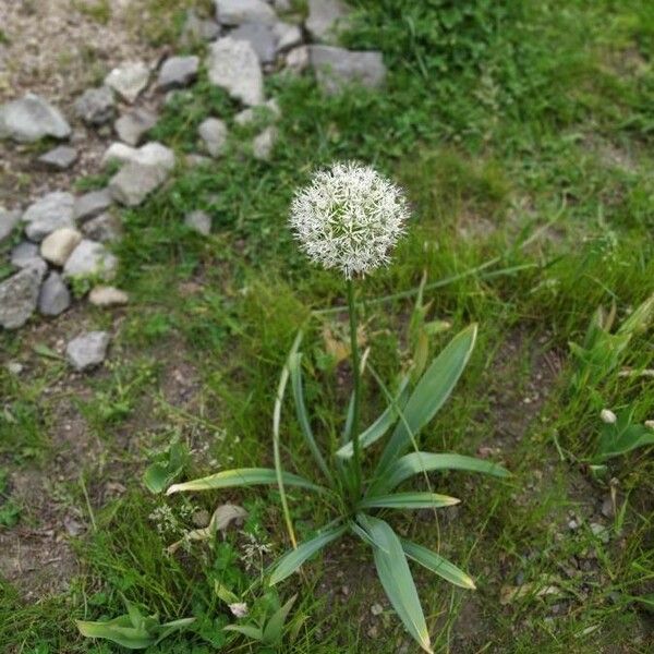 Allium cepa Květ