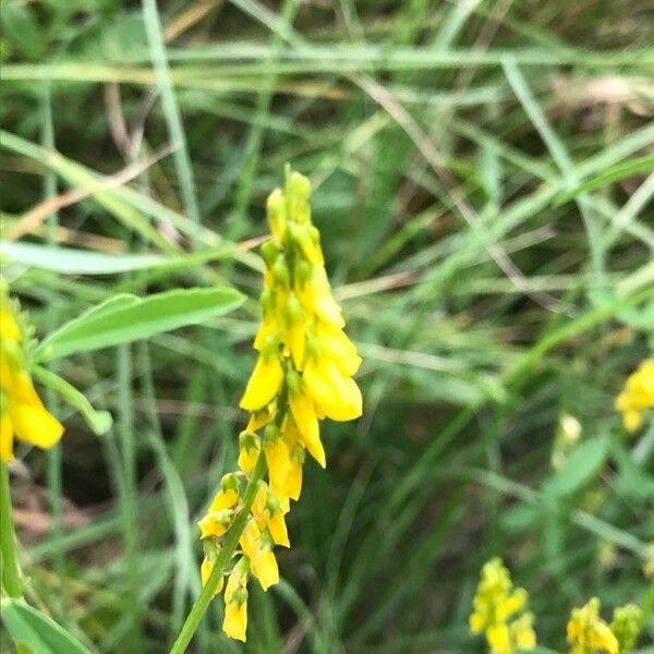 Melilotus officinalis Flor