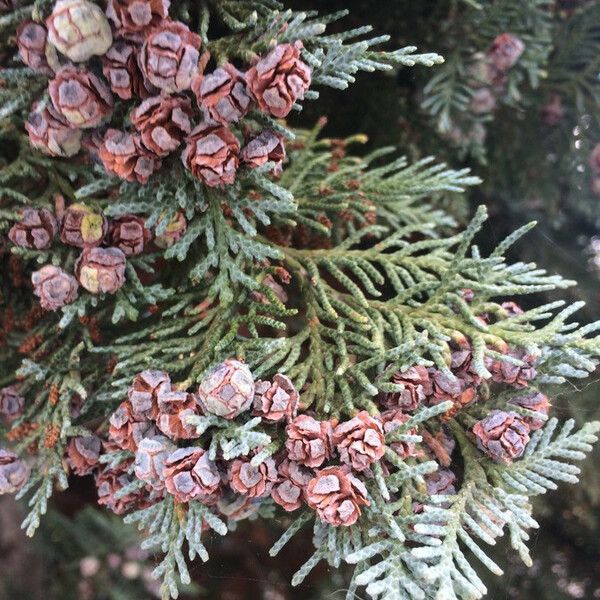 Chamaecyparis lawsoniana Frutto