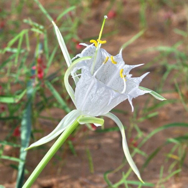 Pancratium trianthum Flower