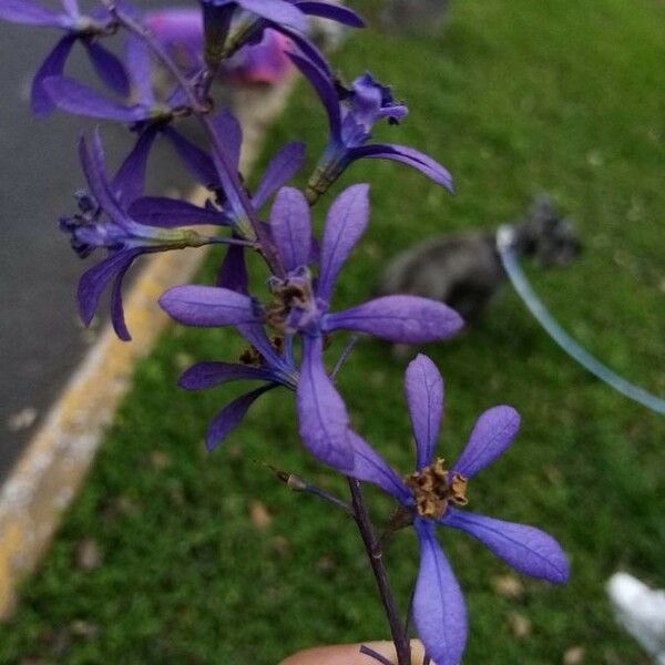 Camassia quamash Blüte