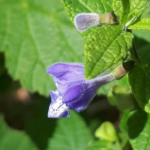 Scutellaria galericulata Flower