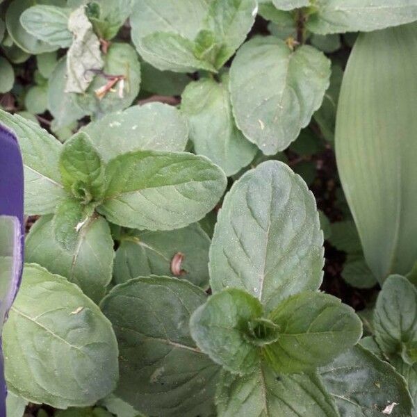 Mentha pulegium Levél