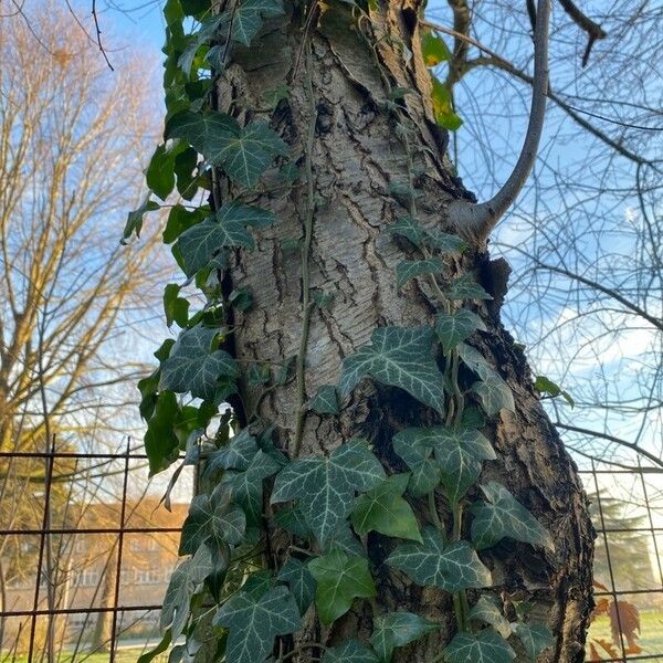 Hedera canariensis Bark