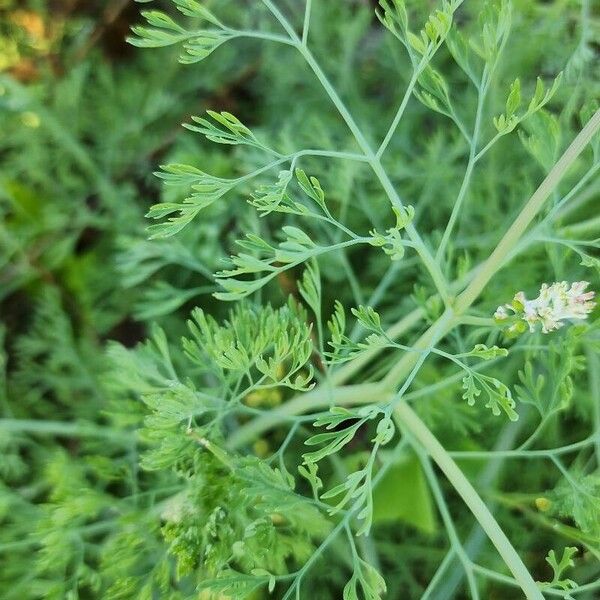 Fumaria parviflora Leaf