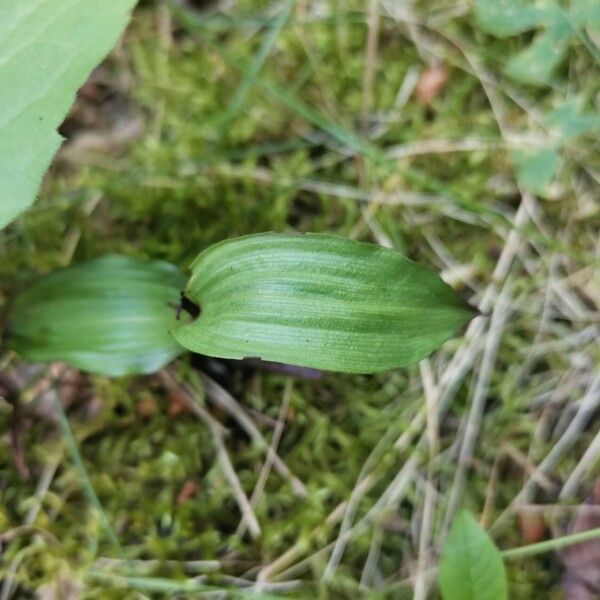 Epipactis atrorubens برگ