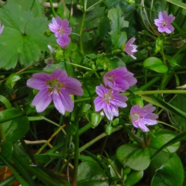 Claytonia sibirica Kvet