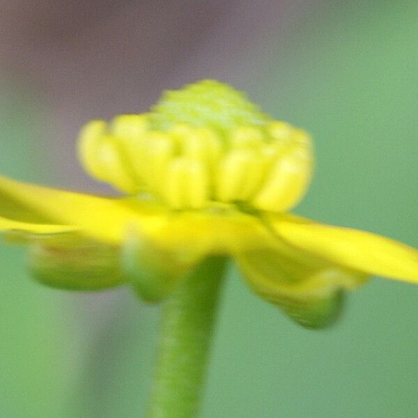 Ranunculus ophioglossifolius Autre