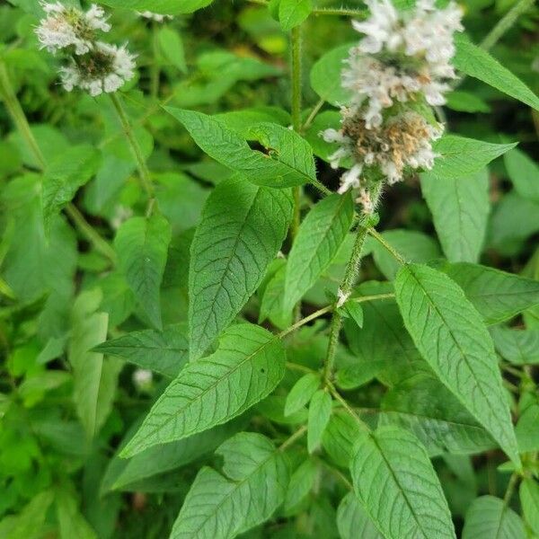 Blephilia hirsuta Leaf