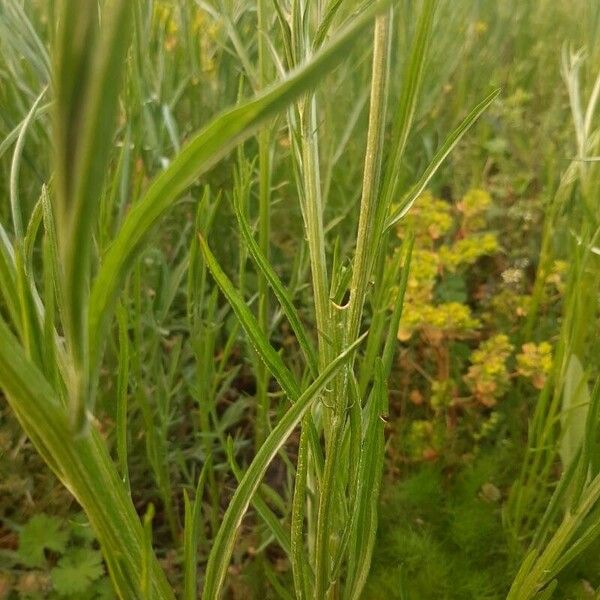 Cirsium tuberosum Yaprak