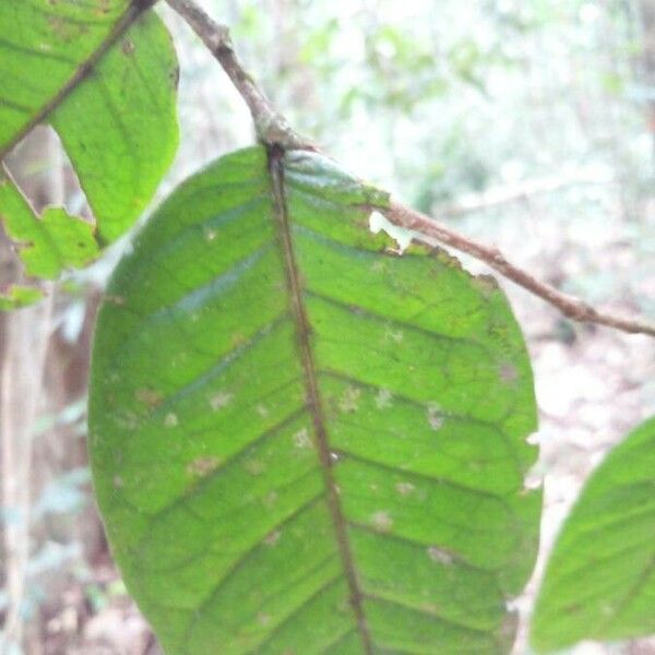 Hirtella silicea Leaf