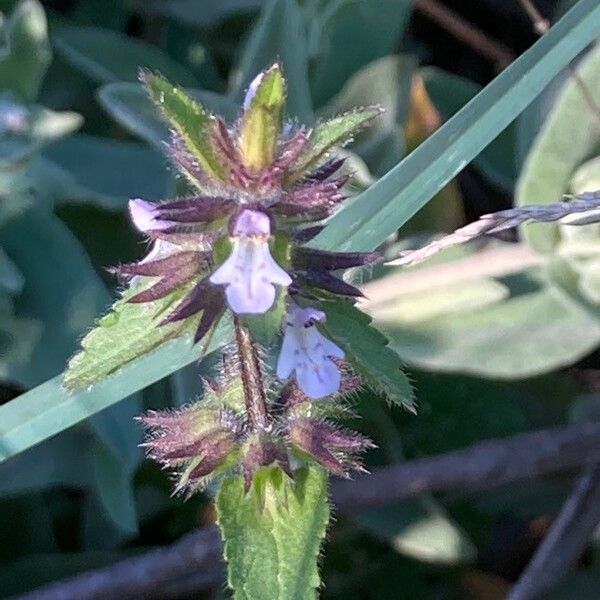 Stachys arvensis Blüte