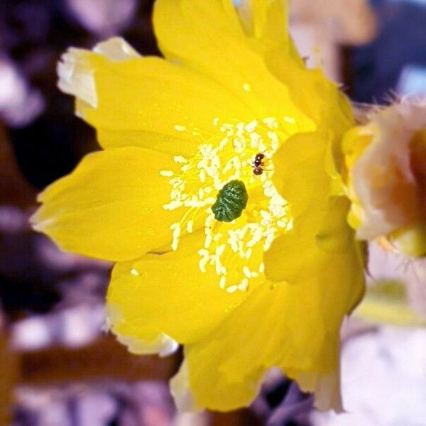 Opuntia ficus-indica Blüte