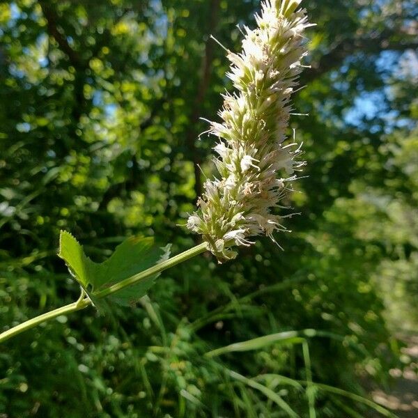 Agastache urticifolia Flower