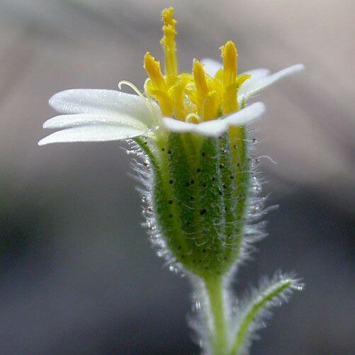 Layia glandulosa Flor