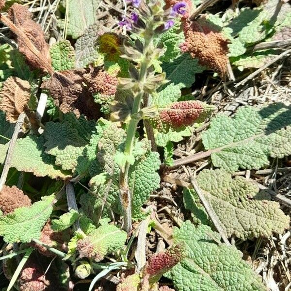 Salvia verbenaca Habit