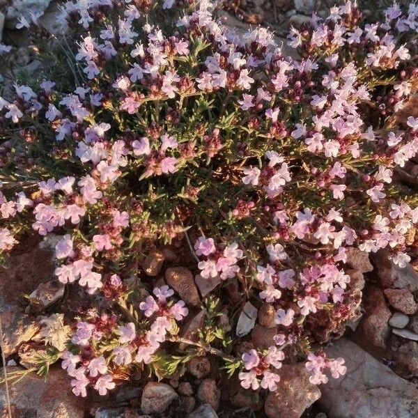 Thymus munbyanus फूल