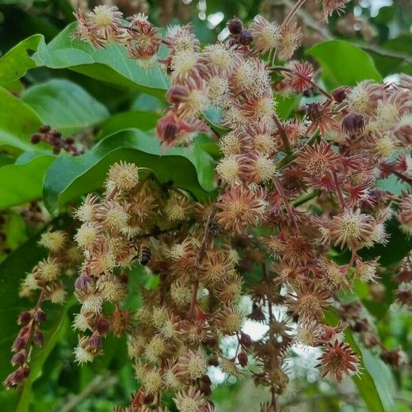 Heliocarpus americanus 花