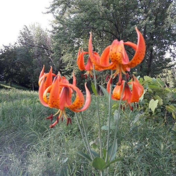 Lilium michiganense Virág