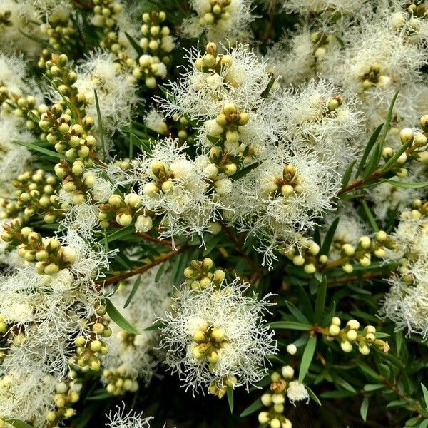 Melaleuca linariifolia Flor