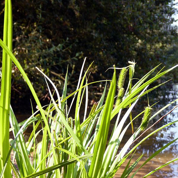 Carex pseudocyperus Habit