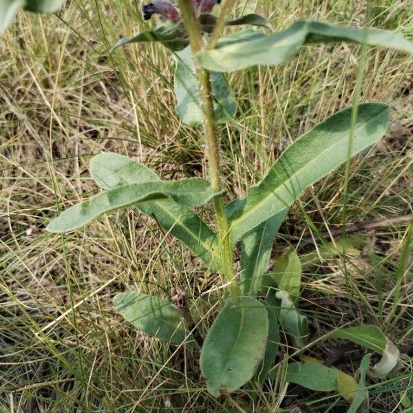 Nonea erecta Leaf