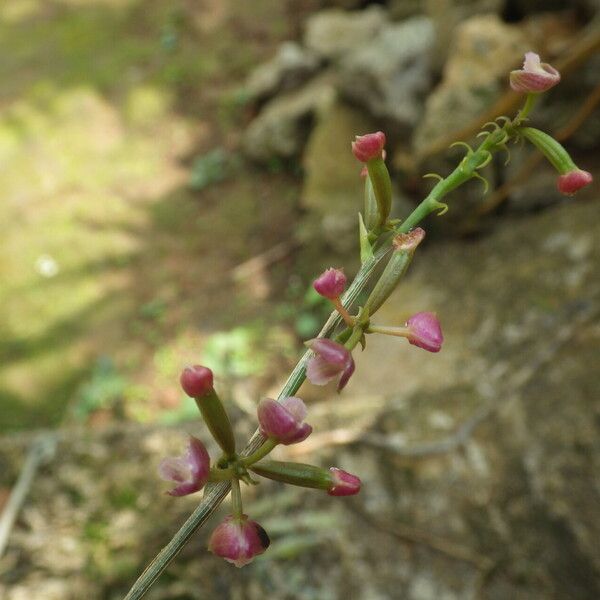 Polystachya concreta Bloem