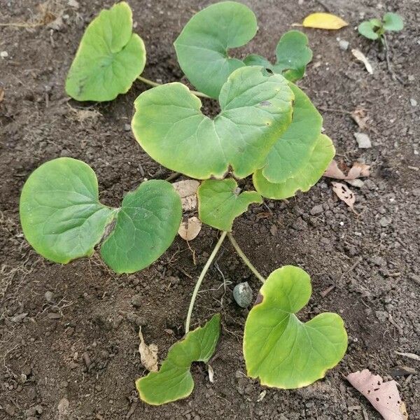 Asarum canadense Leaf