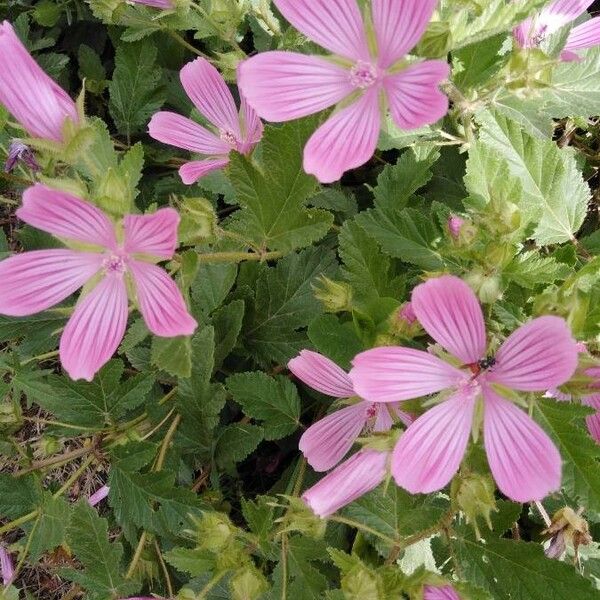 Malope malacoides Flower