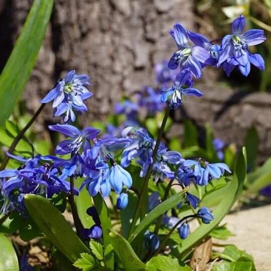 Scilla siberica പുഷ്പം