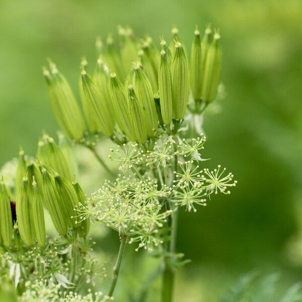 Myrrhis odorata Квітка