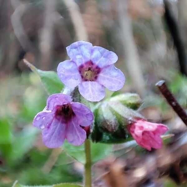 Pulmonaria officinalis Flower