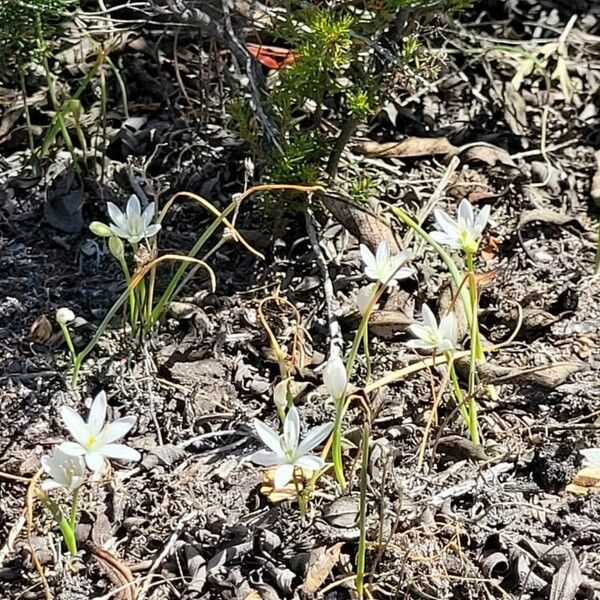 Ornithogalum broteroi Kukka