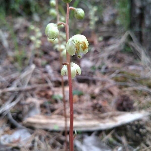 Pyrola chlorantha फूल