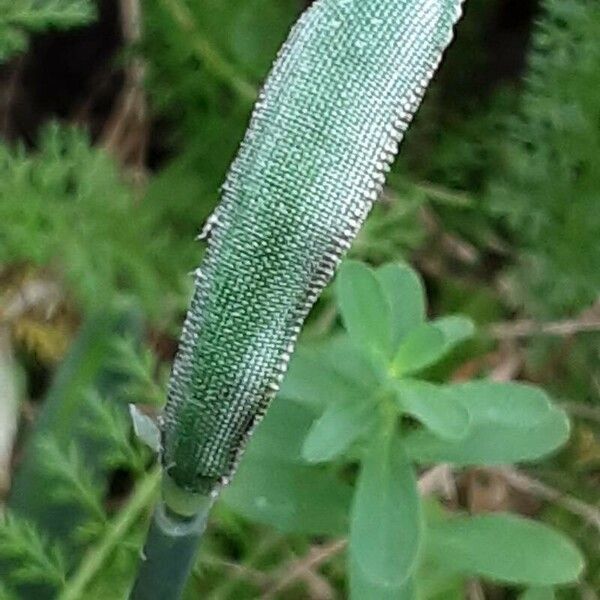 Galanthus elwesii برگ