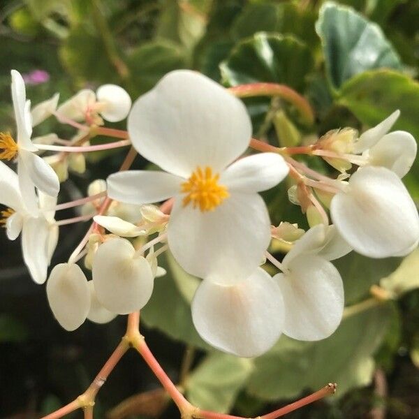 Begonia minor Žiedas