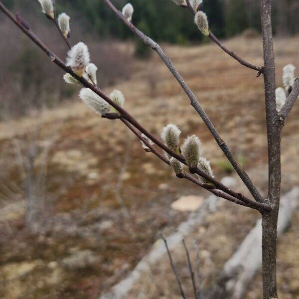 Salix discolor Flower