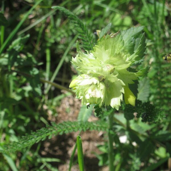 Rhinanthus alectorolophus Kukka