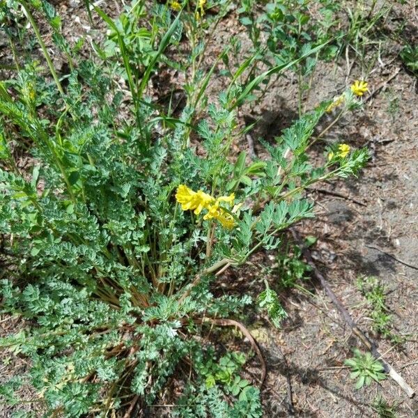 Corydalis aurea Kwiat