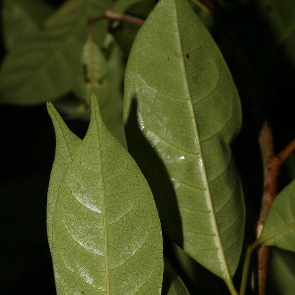 Sarcaulus brasiliensis Leaf