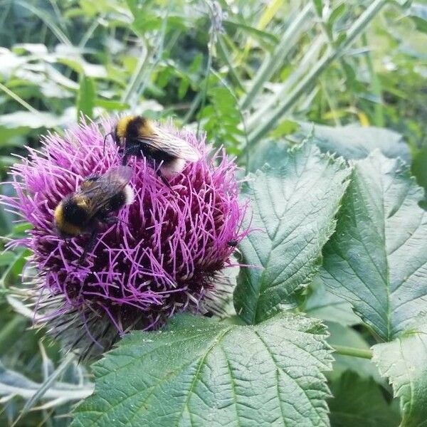 Cirsium eriophorum Bloem