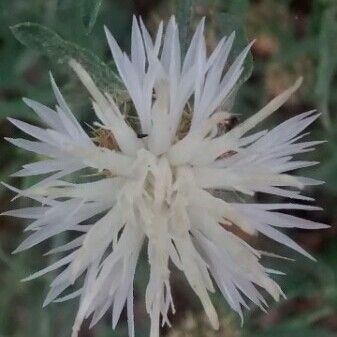 Centaurea aspera Flor