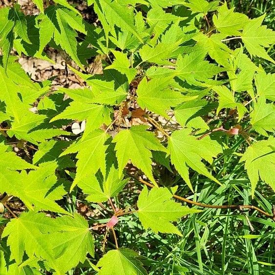 Acer micranthum Leaf