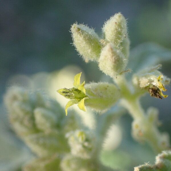 Chrozophora tinctoria Blüte